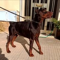 Dobermann