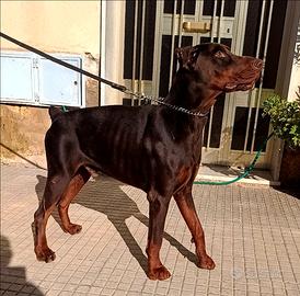 Dobermann