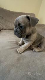 Cucciolo di Buldog francese maschio