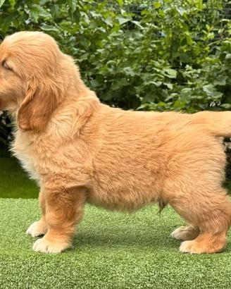 Cuccioli linea inglese oro