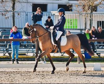 Cavallo da Dressage Schoolmaster HA 16 anni 1,55
