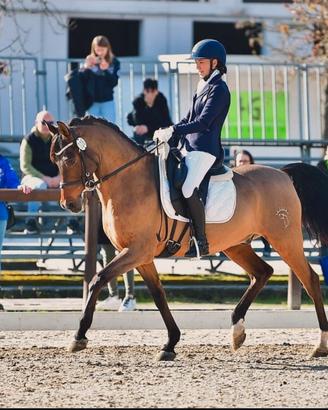 Cavallo da Dressage Schoolmaster HA 16 anni 1,55