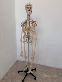 Scheletro umano, altezza reale, anatomia