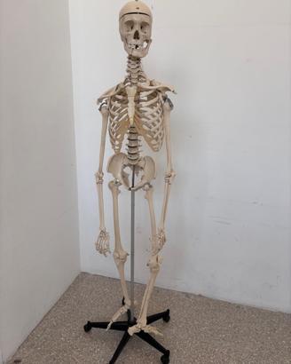 Scheletro umano, altezza reale, anatomia