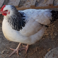 Ovaiole/galli colorate