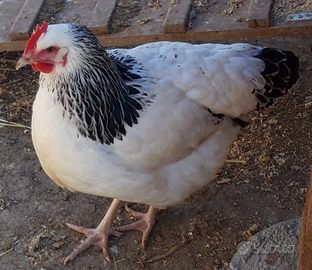 Ovaiole/galli colorate