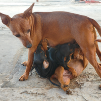 Cuccioli di zwergpinscher originali
