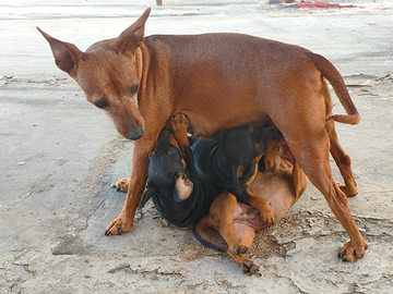 Cuccioli di zwergpinscher originali