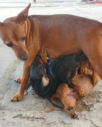 Cuccioli di zwergpinscher originali