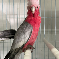 Cacatua rosa