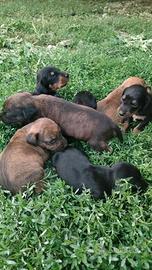 Cuccioli segugio maremmano 