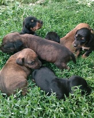 Cuccioli segugio maremmano 