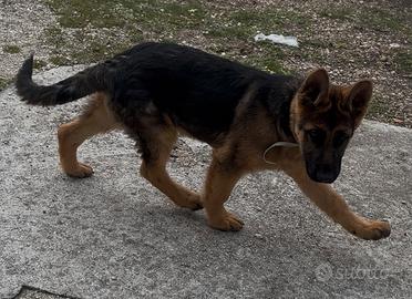 Cucciolo di Pastore tedesco originale