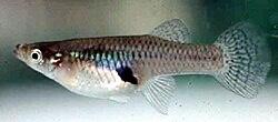 Gambusia pesci acquario laghetto