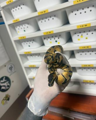 Baby Enchi pastel