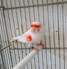 Canarini Mosaico Rosso