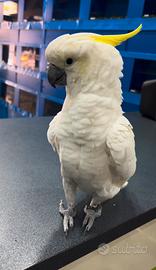Cacatua galerita Eleonora