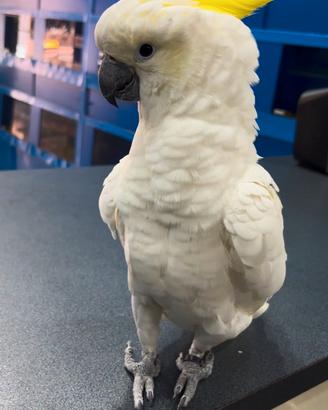 Cacatua galerita Eleonora