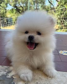 Spitz di pomerania
