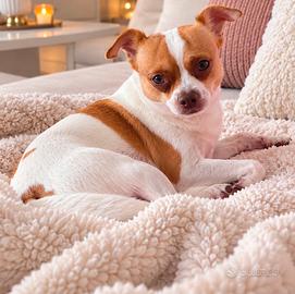 Chihuhahua