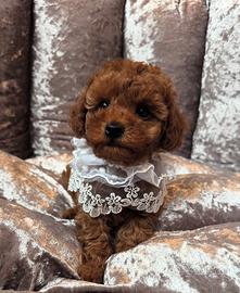 Barboncino teacup fulvo