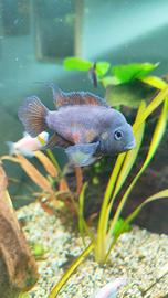 Pesci tropicali Amatitlania nigrofasciata femmina