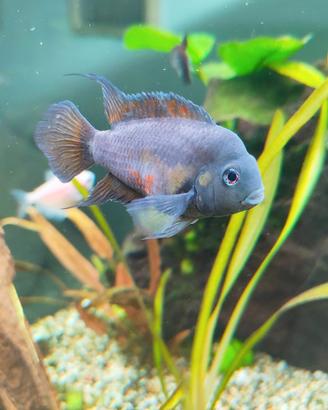 Pesci tropicali Amatitlania nigrofasciata femmina