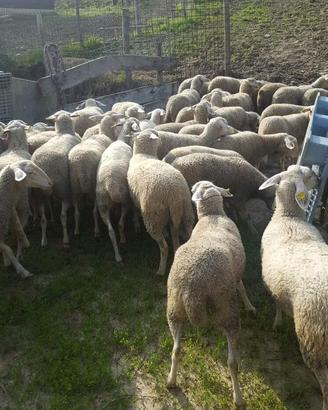 Montone laicamente
