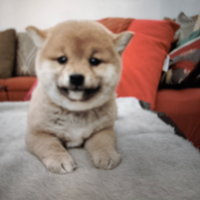Cucciola shiba Inu small selezi