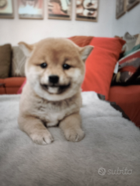 Cucciola shiba Inu small selezi