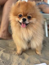 Maschietto disponibile per monta