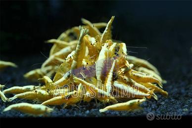Neocaridina Davidi Yellow Fire Neon
