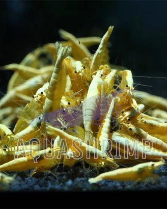 Neocaridina Davidi Yellow Fire Neon