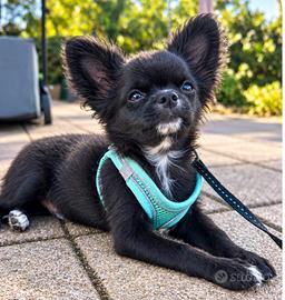 Chihuahua pelo lungo