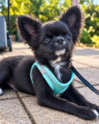 Chihuahua pelo lungo