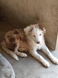 Incrocio border collie