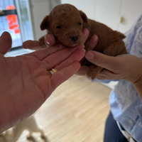 Peluche mini mini toy