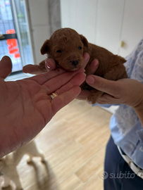 Peluche mini mini toy