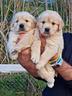 cuccioli-di-golden-retriever-marina-lab