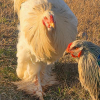 Gallo brahma
