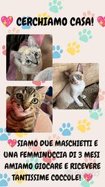 Cuccioli di gatti