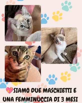 Cuccioli di gatti