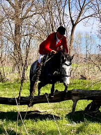 Cavalla per caccia alla volpe