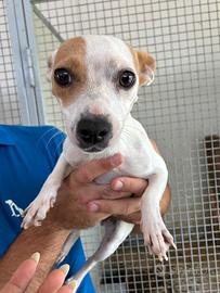 Jack Russel meticcia femmina sterilizzata