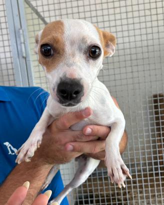 Jack Russel meticcia femmina sterilizzata
