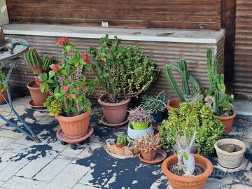 Collezione di piante 