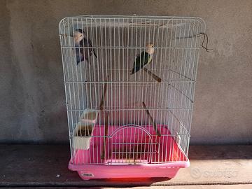 gabbietta/ trasportino