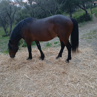 Cavallo Sanfratellano