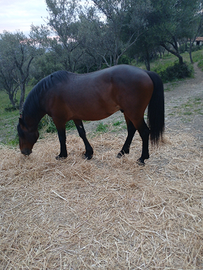 Cavallo Sanfratellano