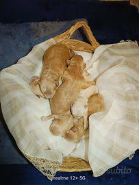 Maltesebarbo/maltipo